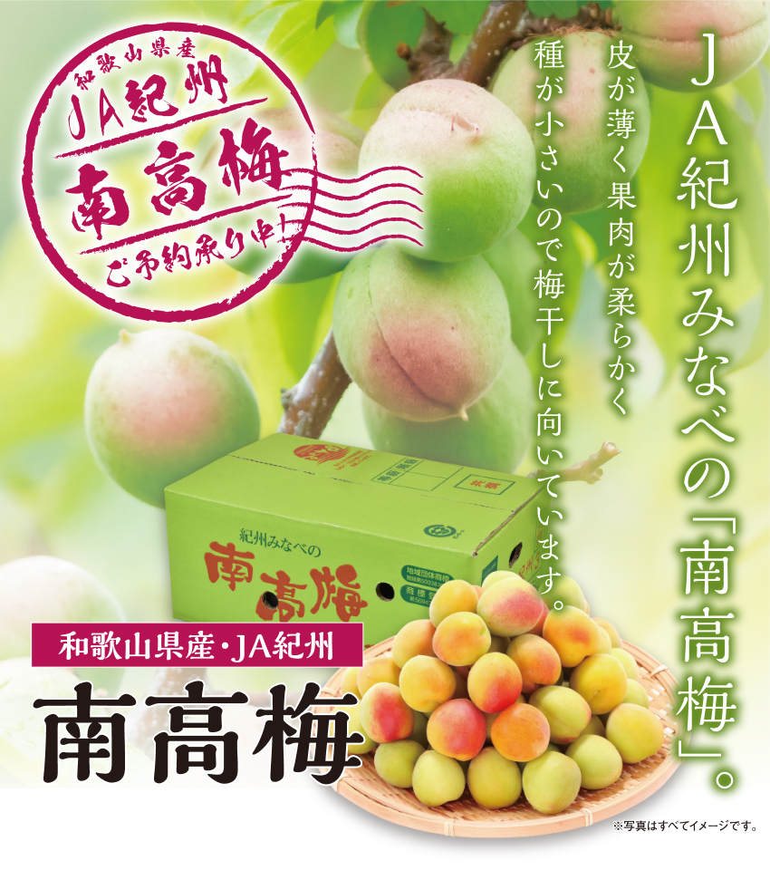 南高梅　メイン画像