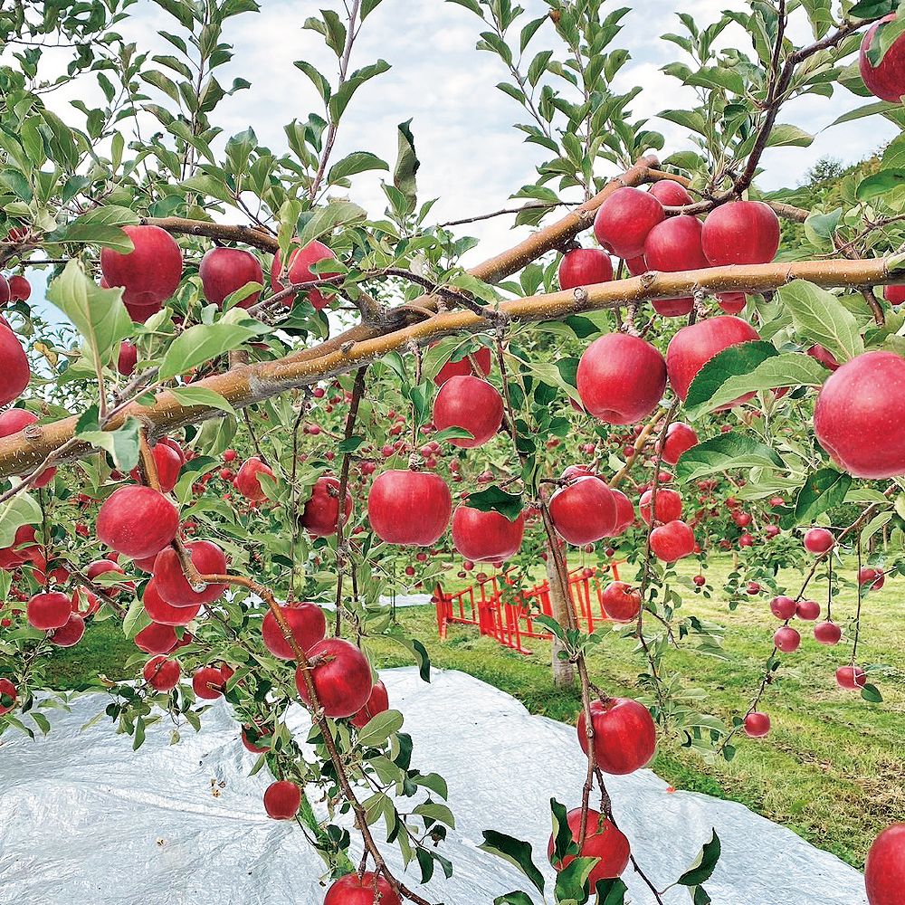 10月お届け商品】りんご(旭) | イオン北海道 eショップ