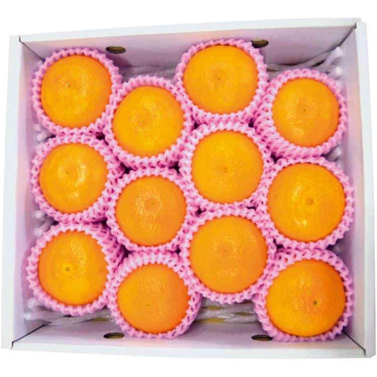 ゼリーオレンジ・サンセレブ | イオン北海道 eショップ