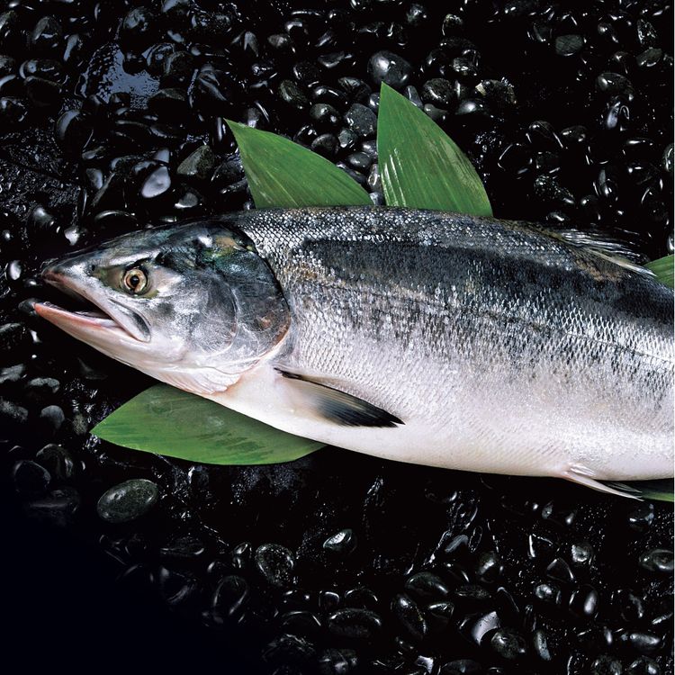 北海道産　秋鮭メス1尾 Amazon.co.jp: 北海道産 生秋鮭 1尾 4.0kg (メス/筋子付き/冷蔵