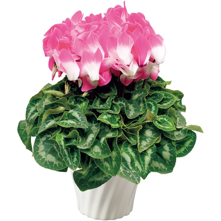 洗剤・入浴剤・石鹸・お花 | イオン北海道 eショップ