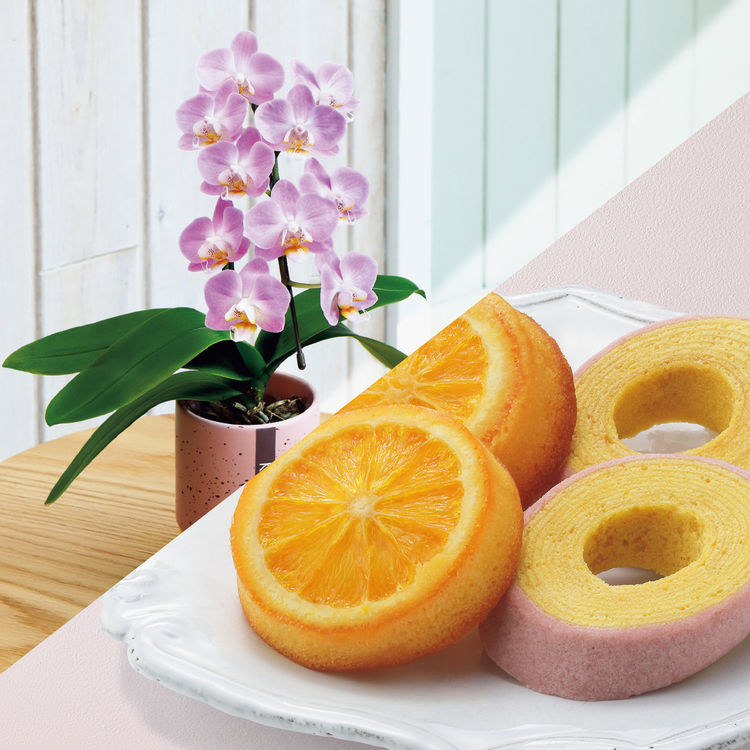 ミディ胡蝶蘭「ピンクベル」(SUSTEE付)+神戸スイーツポート 母の日焼き菓子セット　