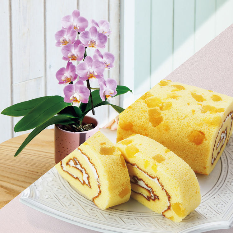 ミディ胡蝶蘭「ピンクベル」(SUSTEE付)+東京堂 芋ロールケーキ　