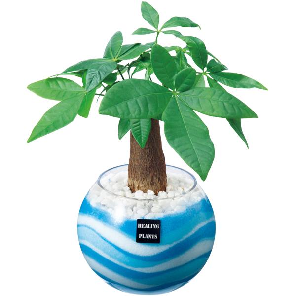 パキラカラーサンド植え　高さ約25cm