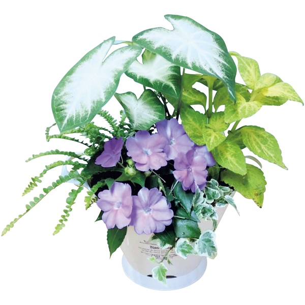 夏の寄せ植え「木漏れ日」(SUSTEE付)
