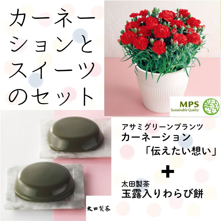 カーネーション「伝えたい想い」（SUSTEE付）＋太田製茶 玉露入りわらび餅