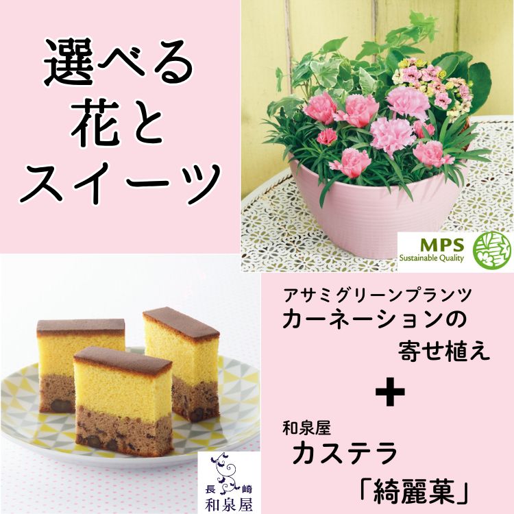 カーネーションの寄せ植え（SUSTEE付）＋和泉屋 カステラ「綺麗菓」