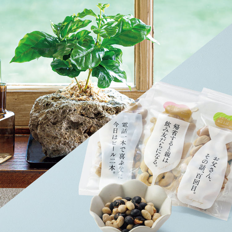コーヒーの木ナチュレストーン植え(SUSTEE付)+竹新 ナッツのおことばセット　