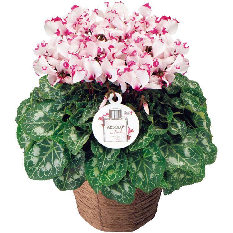 洗剤・入浴剤・石鹸・お花 | イオン北海道 eショップ