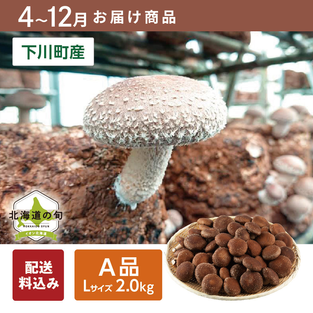 【4月～12月お届け商品】生椎茸(菌床栽培)　A品Lサイズ500g(15~18個)×4