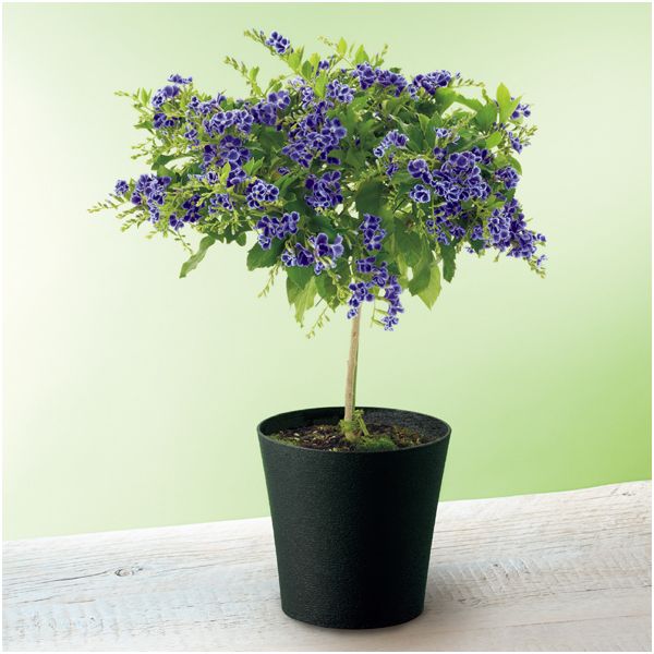 遠州カクタス デュランタ 宝塚 ｓｕｓｔｅｅ付 イオン北海道 Eショップ