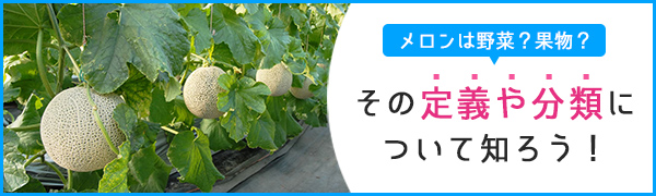 【特集】メロン　野菜　果物