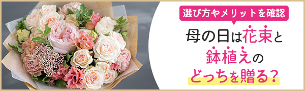 【特集】母の日は花束と鉢植えのどっちを贈る？選び方やメリット