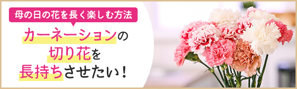 【特集】カーネーションの切り花を長持ちさせたい！母の日の花を