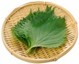 愛知県など国内産　大葉　１袋